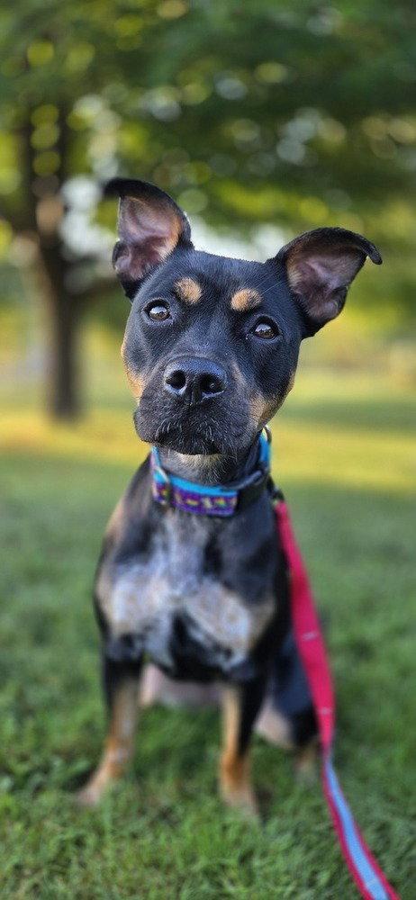 Pippa photo