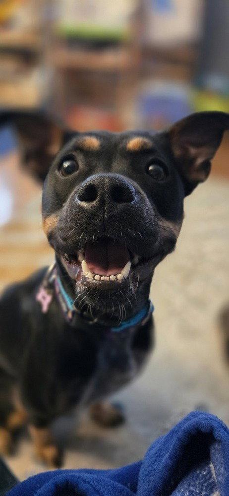 Enlarge Pippa, a Adoptable Feist in Candler, NC image 2/3
