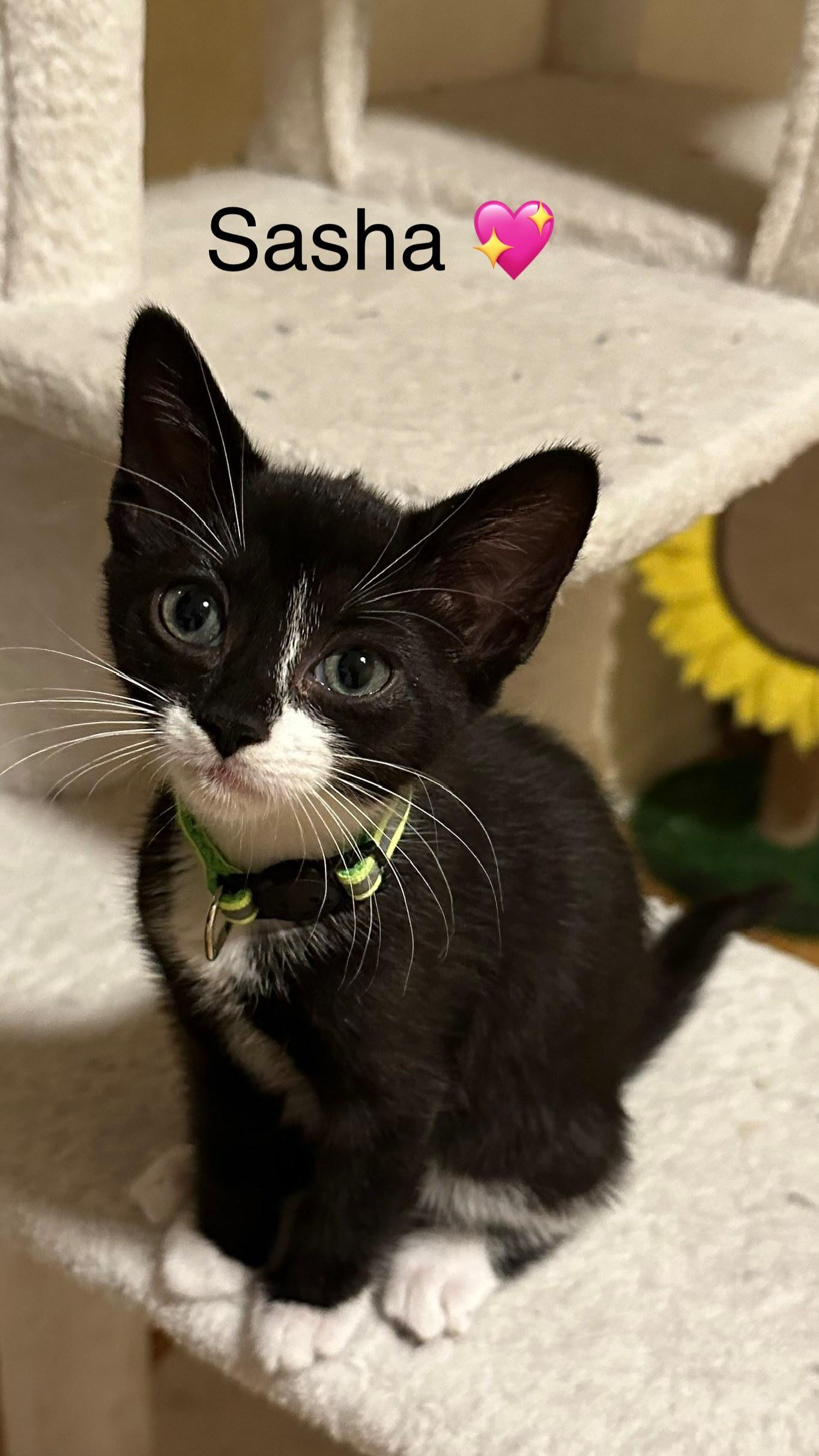 Sasha, Baby Female Domestic Short Hair
