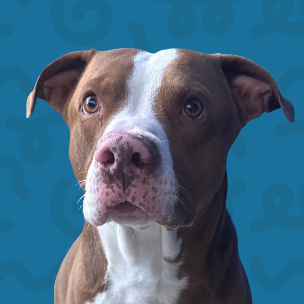 Dexter — thumbnail 2