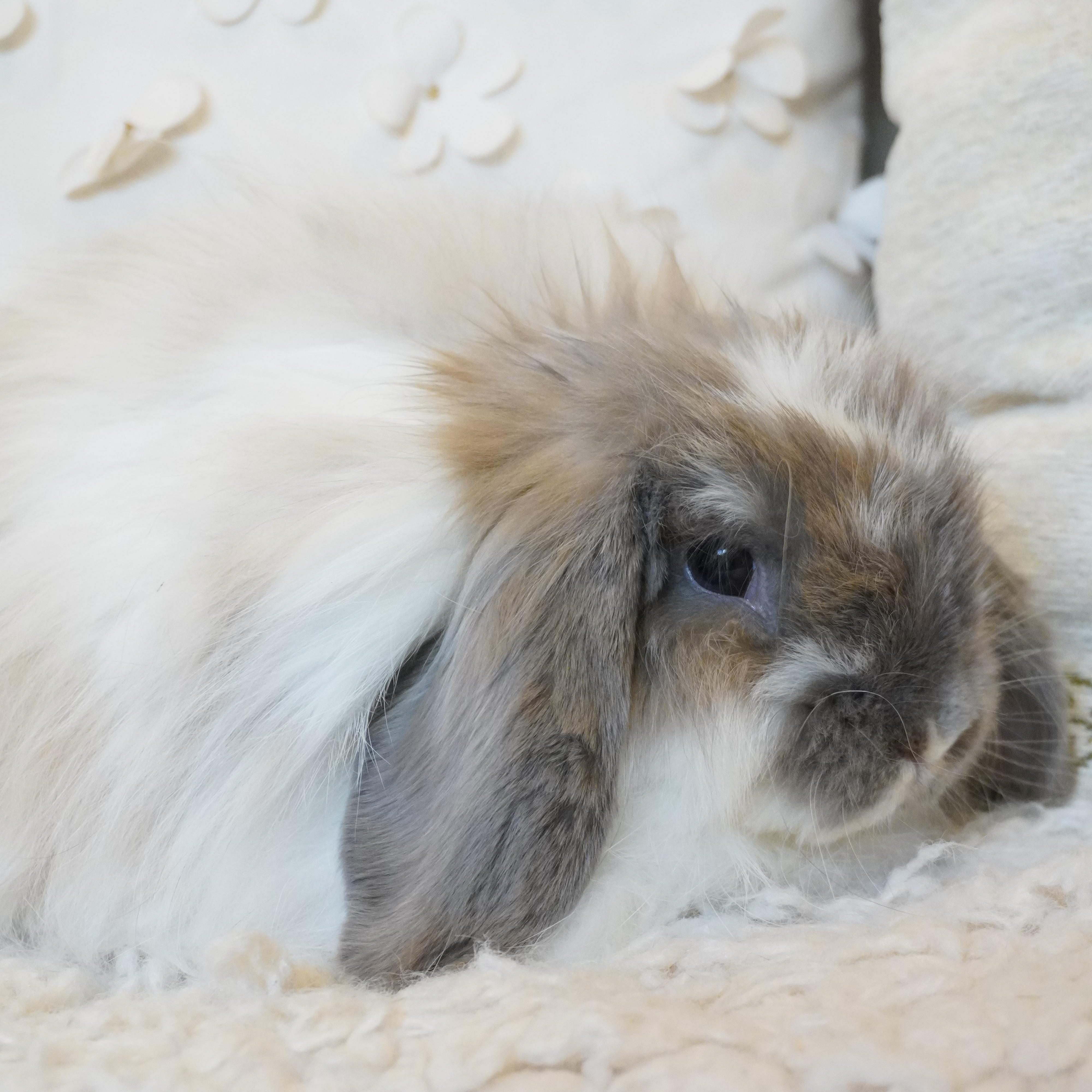 Kimchi, Adoptable, Young Female Holland Lop & Jersey Wooly.