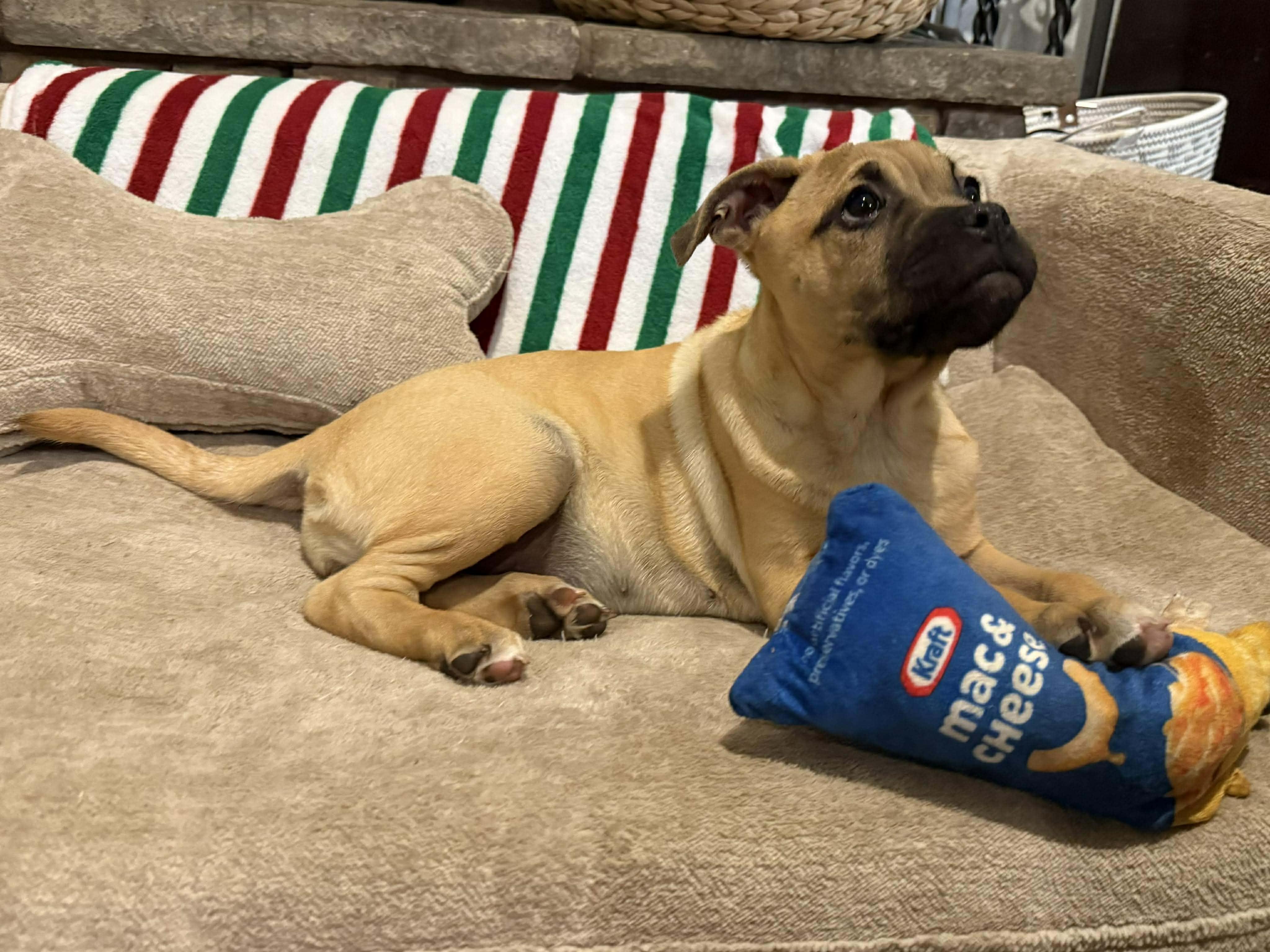 Bubbles, ADOPTABLE, Young Female Pit Bull Terrier.