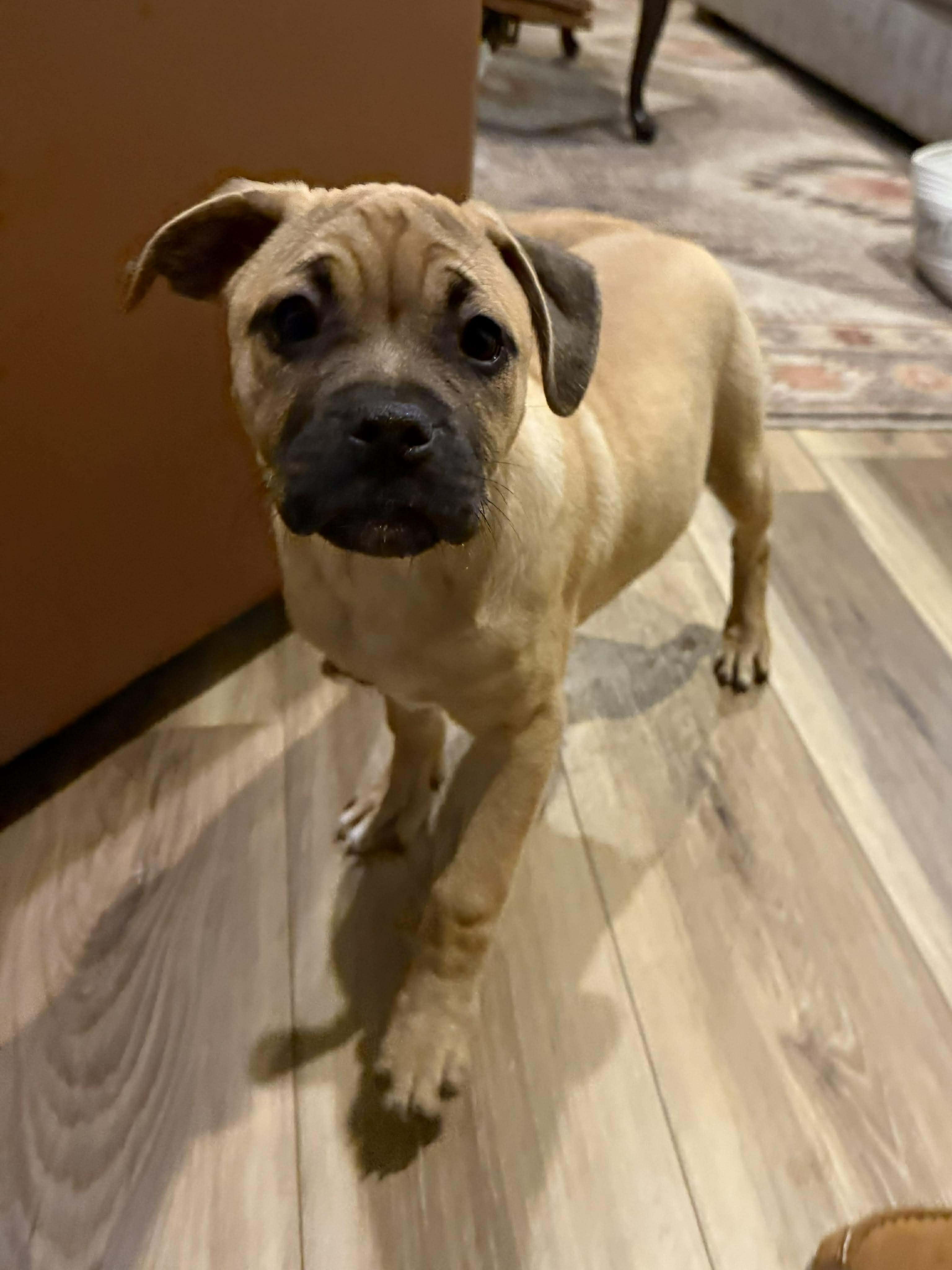 Enlarge Bubbles, a ADOPTABLE mixed breed in Wichita Falls, TX image 2/3