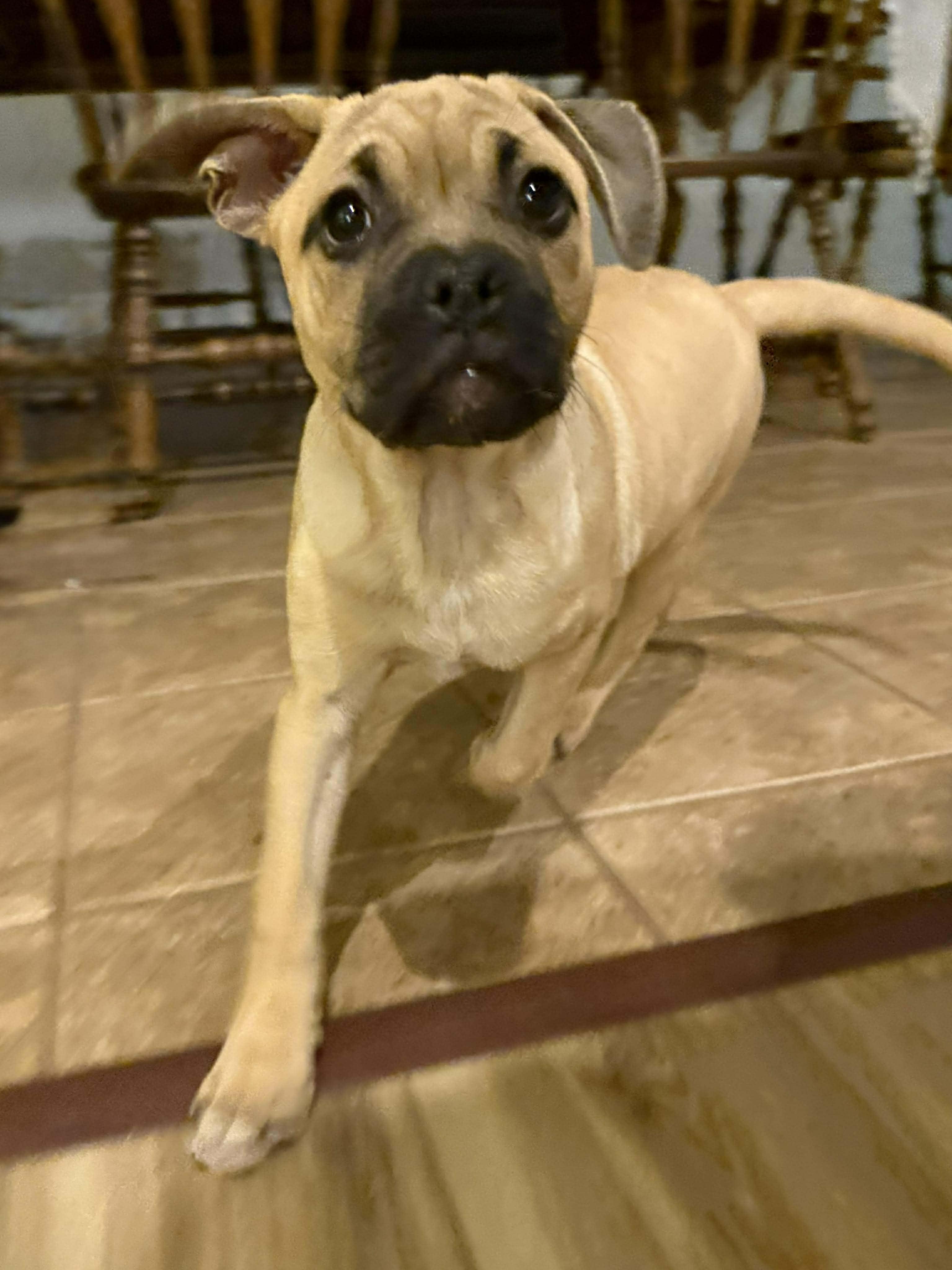 Enlarge Bubbles, a ADOPTABLE mixed breed in Wichita Falls, TX image 3/3