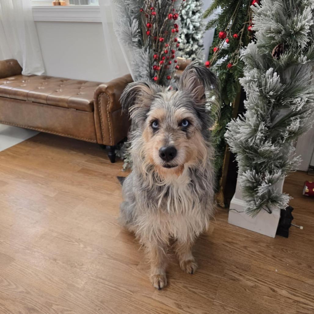 Frankie, a Adoptable mixed breed in Glenfield, NY image 1/4