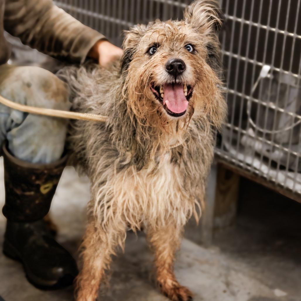 Frankie, a Adoptable mixed breed in Glenfield, NY image 2/4