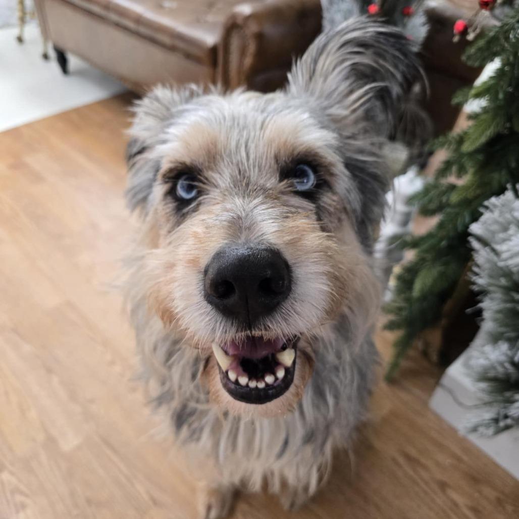 Frankie, a Adoptable mixed breed in Glenfield, NY image 3/4