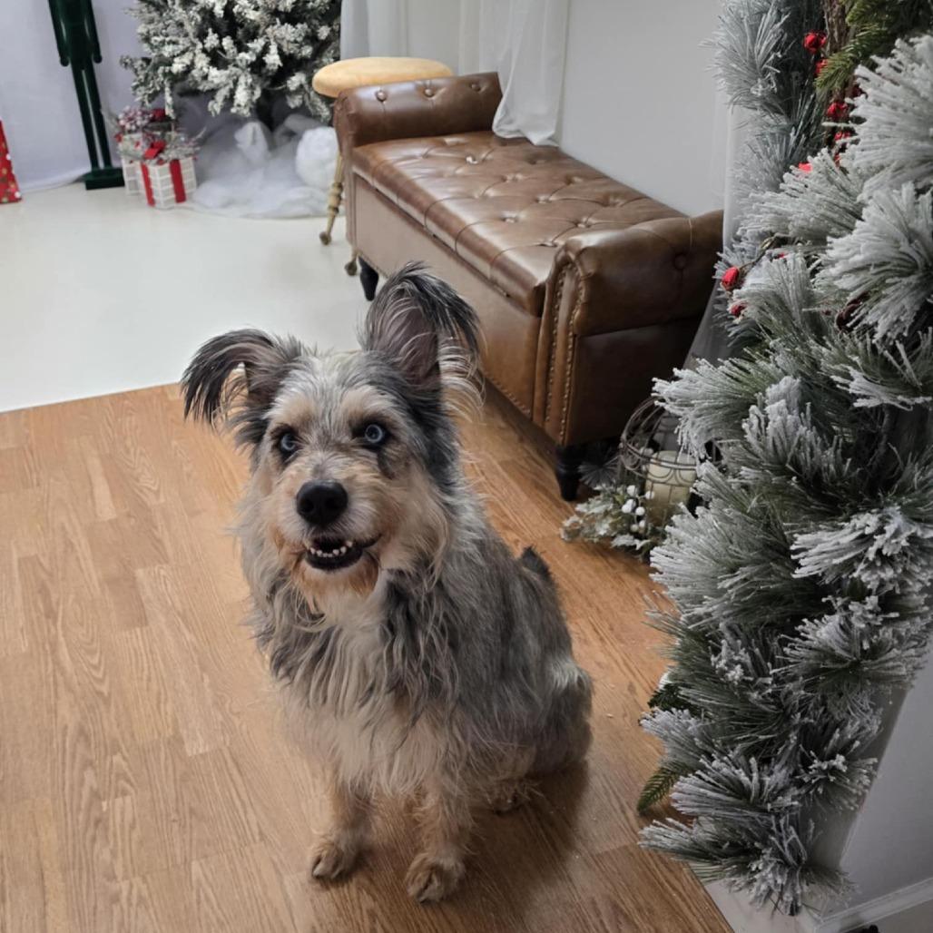 Frankie, a Adoptable mixed breed in Glenfield, NY image 4/4