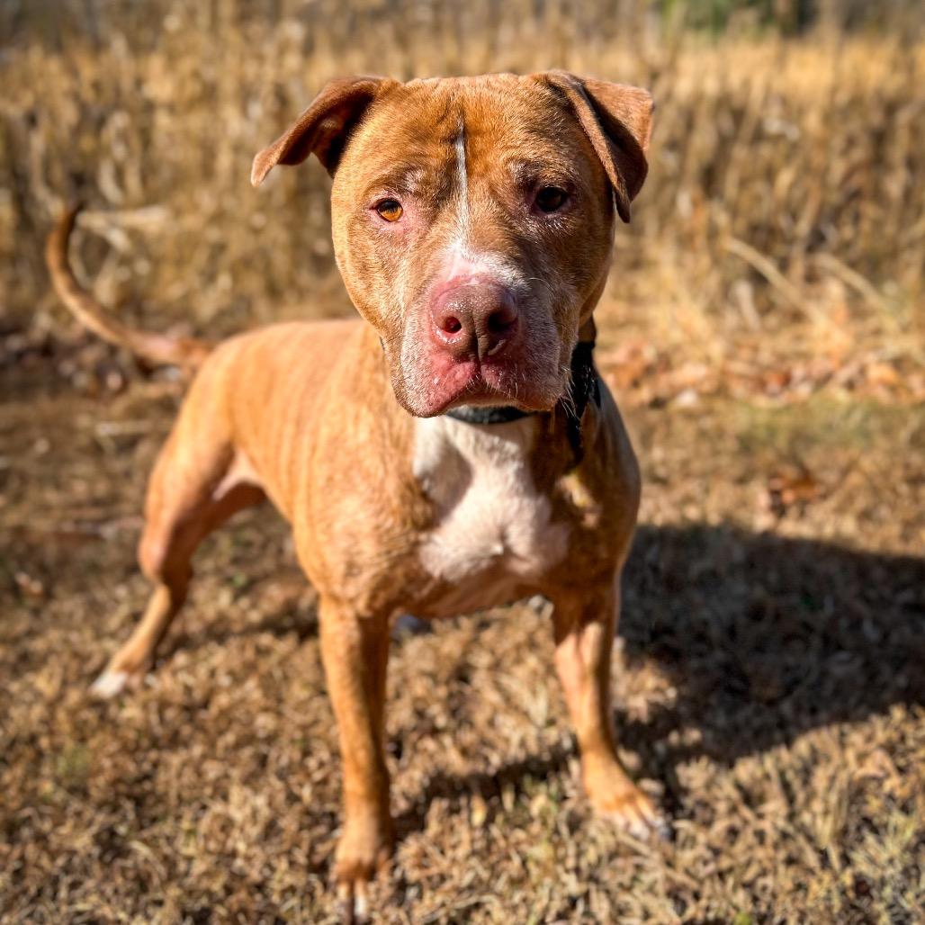 Enlarge Harvey, a Adoptable Mixed Breed in Rocky Mount, VA image 1/4