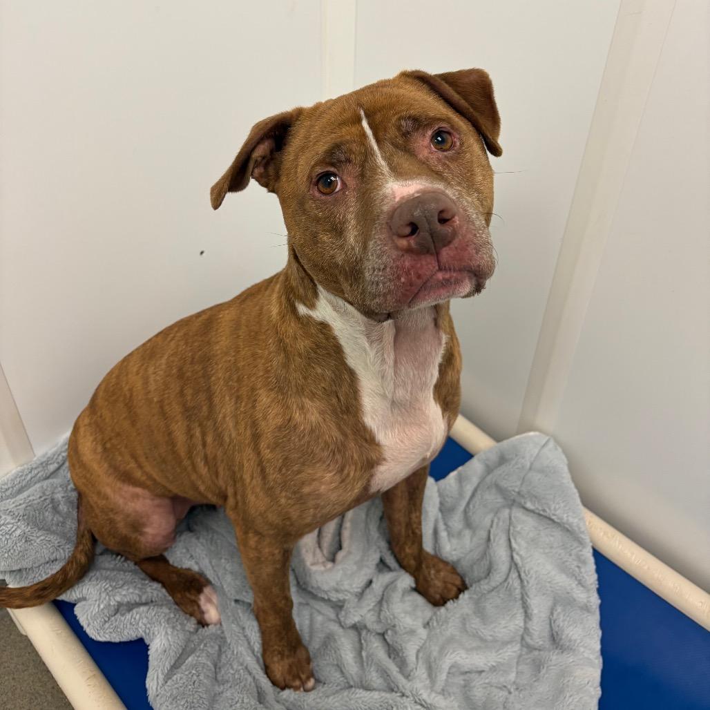 Enlarge Harvey, a Adoptable Mixed Breed in Rocky Mount, VA image 2/4