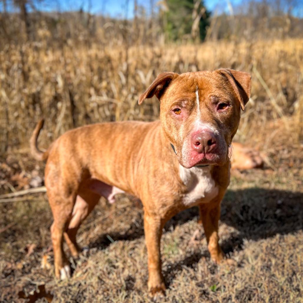 Enlarge Harvey, a Adoptable Mixed Breed in Rocky Mount, VA image 3/4