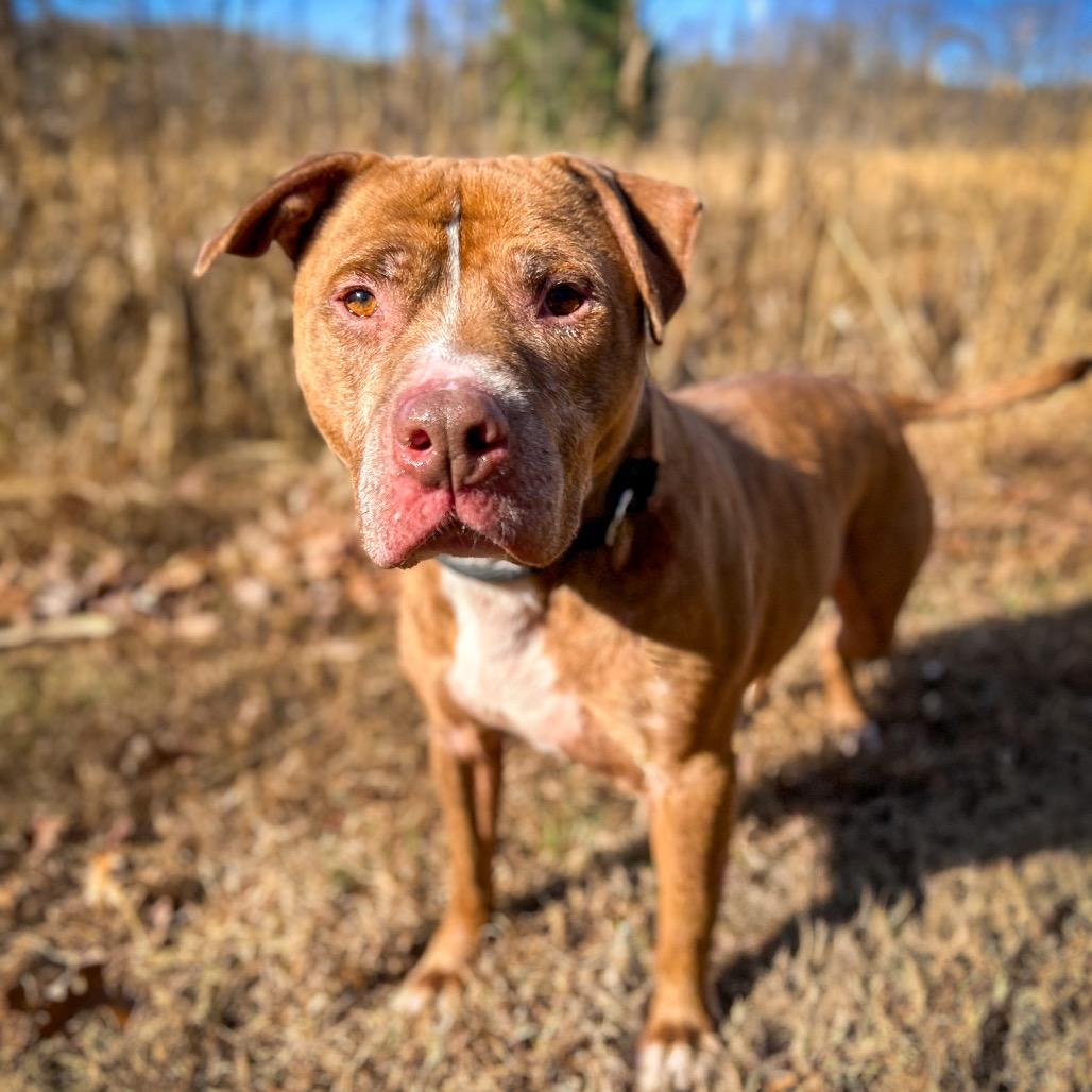 Enlarge Harvey, a Adoptable Mixed Breed in Rocky Mount, VA image 4/4