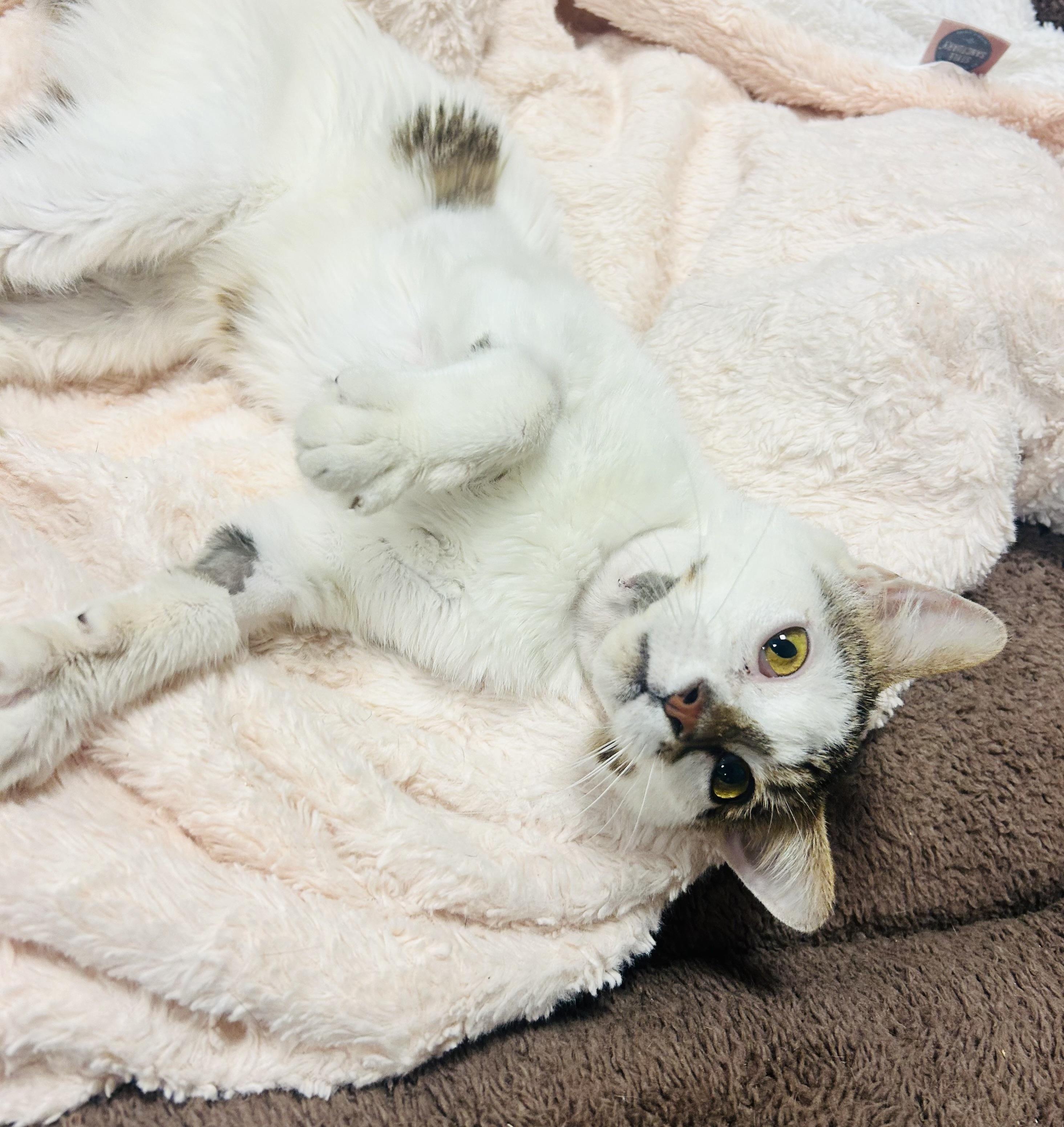 Enlarge Gizmo, a ADOPTABLE Domestic Short Hair in Myerstown, PA image 2/2