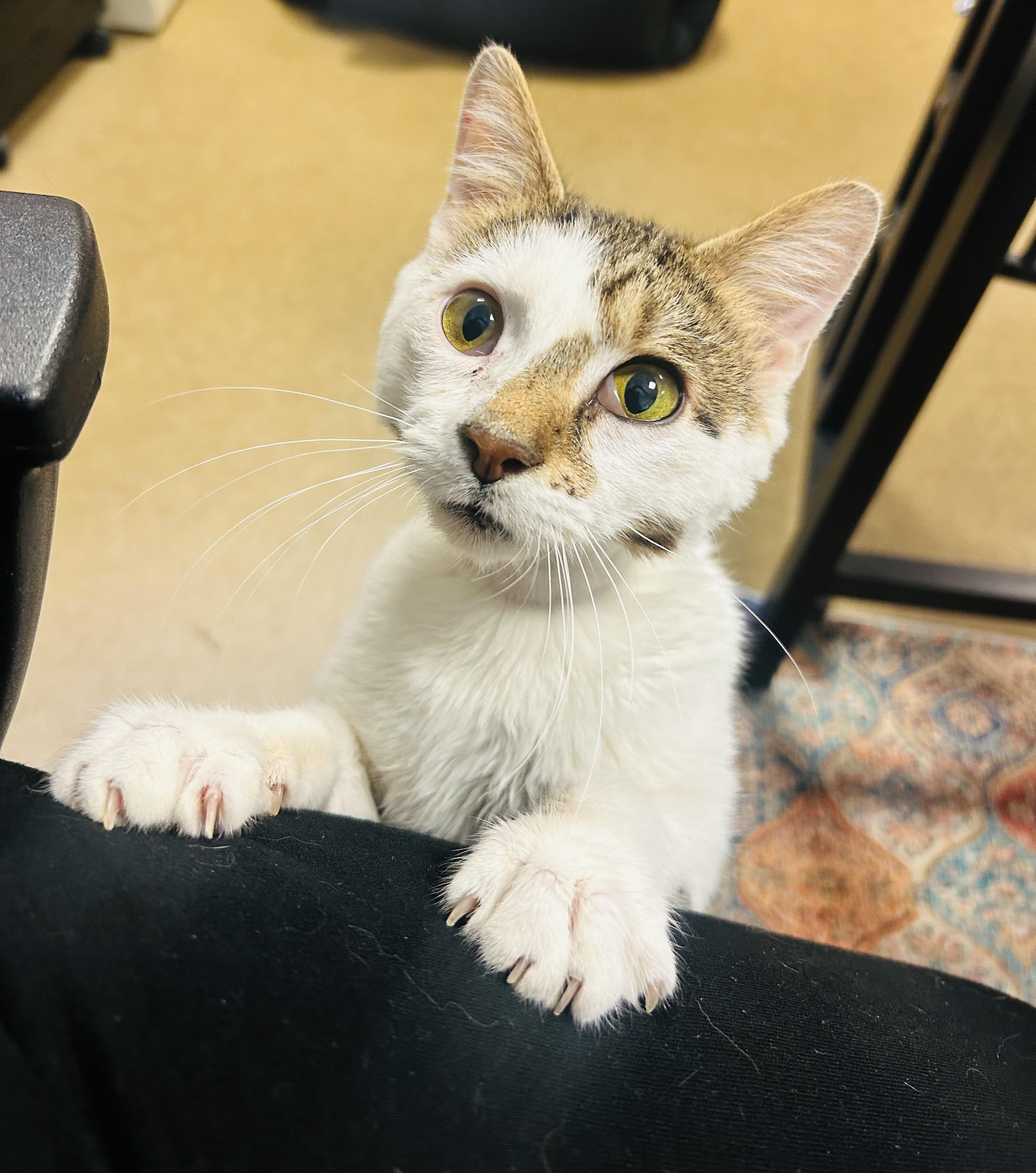 Enlarge Gizmo, a ADOPTABLE Domestic Short Hair in Myerstown, PA image 1/2