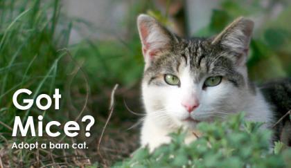 Enlarge Barn Cats, a Adoptable Domestic Short Hair in Mount Holly, NJ image 2/2