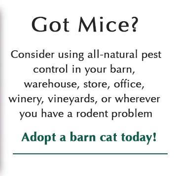 Barn Cats, Adoptable, Adult Male Domestic Short Hair & Domestic Short Hair.