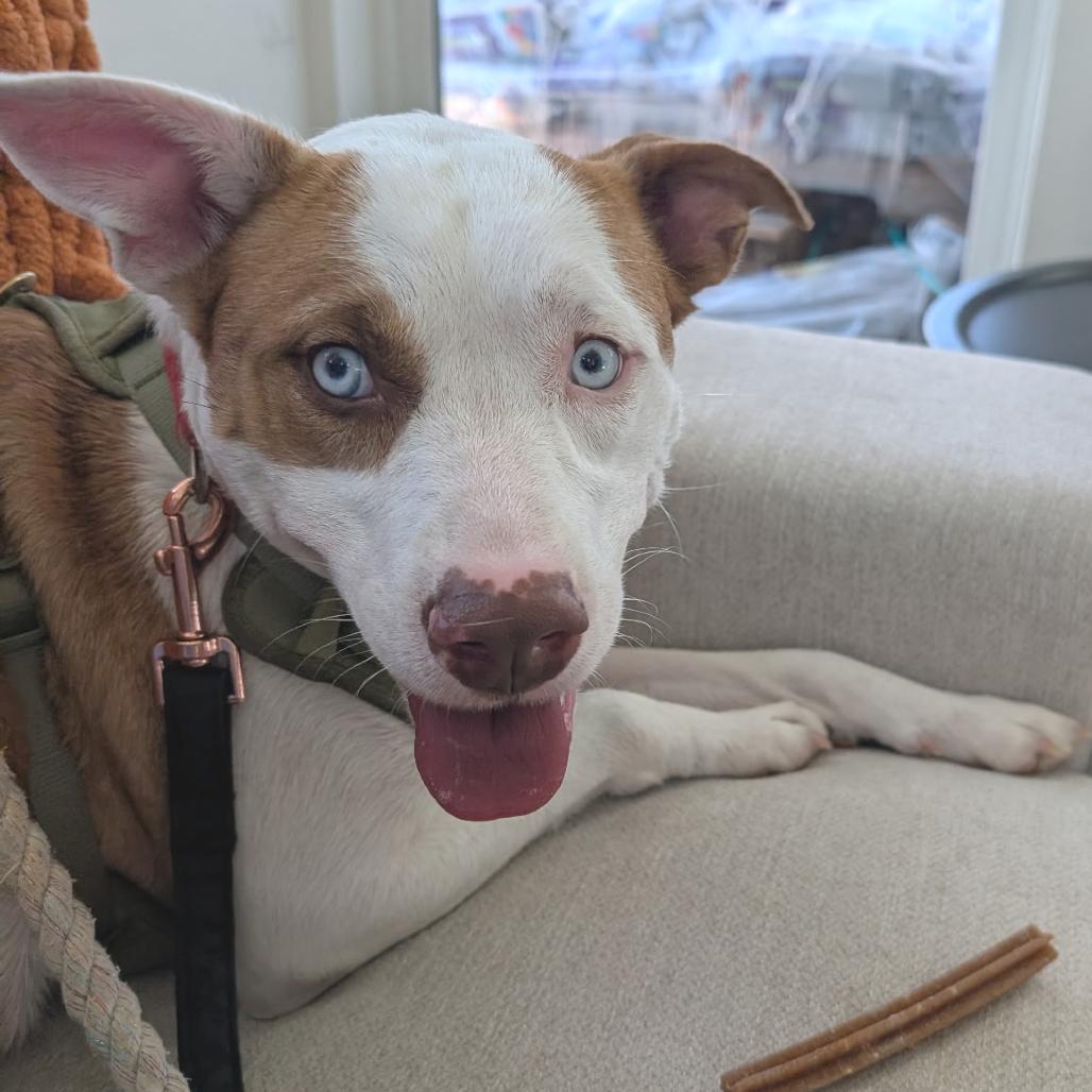 Enlarge Nola, a Adoptable mixed breed in Chapel Hill, NC image 3/6