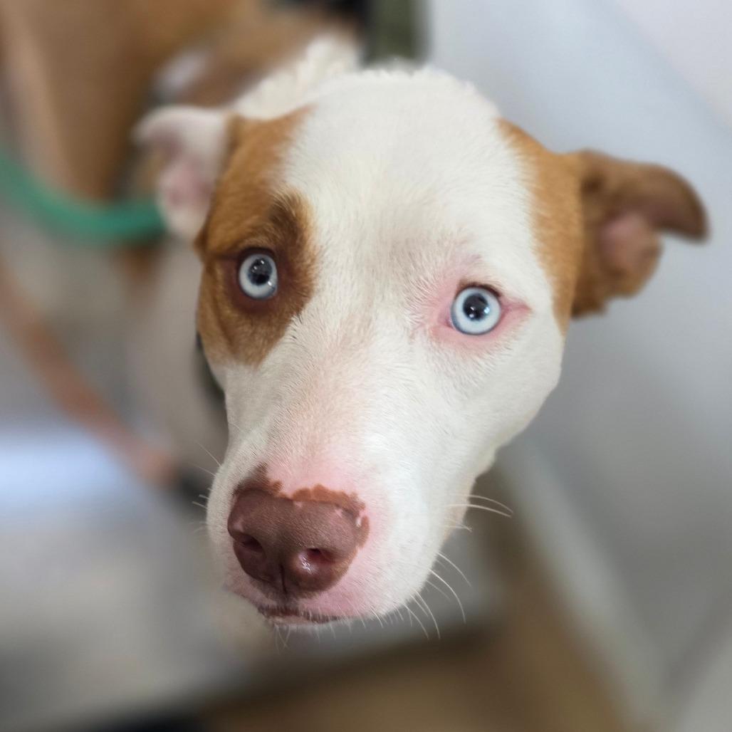 Enlarge Nola, a Adoptable mixed breed in Chapel Hill, NC image 4/6