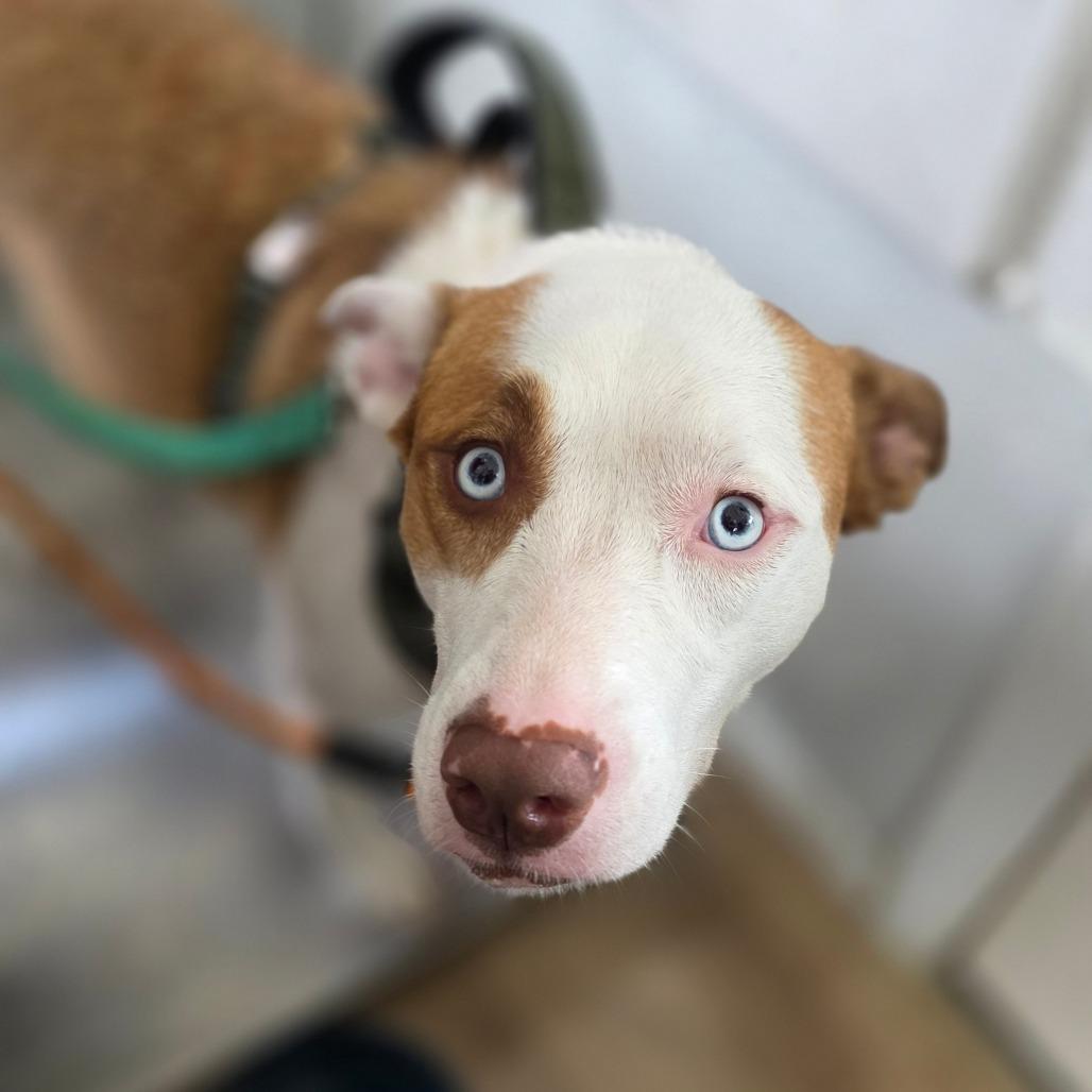 Enlarge Nola, a Adoptable mixed breed in Chapel Hill, NC image 5/6