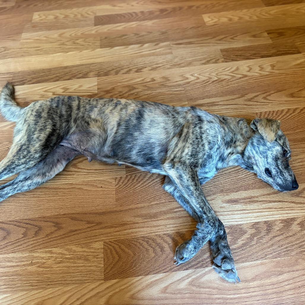 Tigress, Adoptable, Young Female Plott Hound.