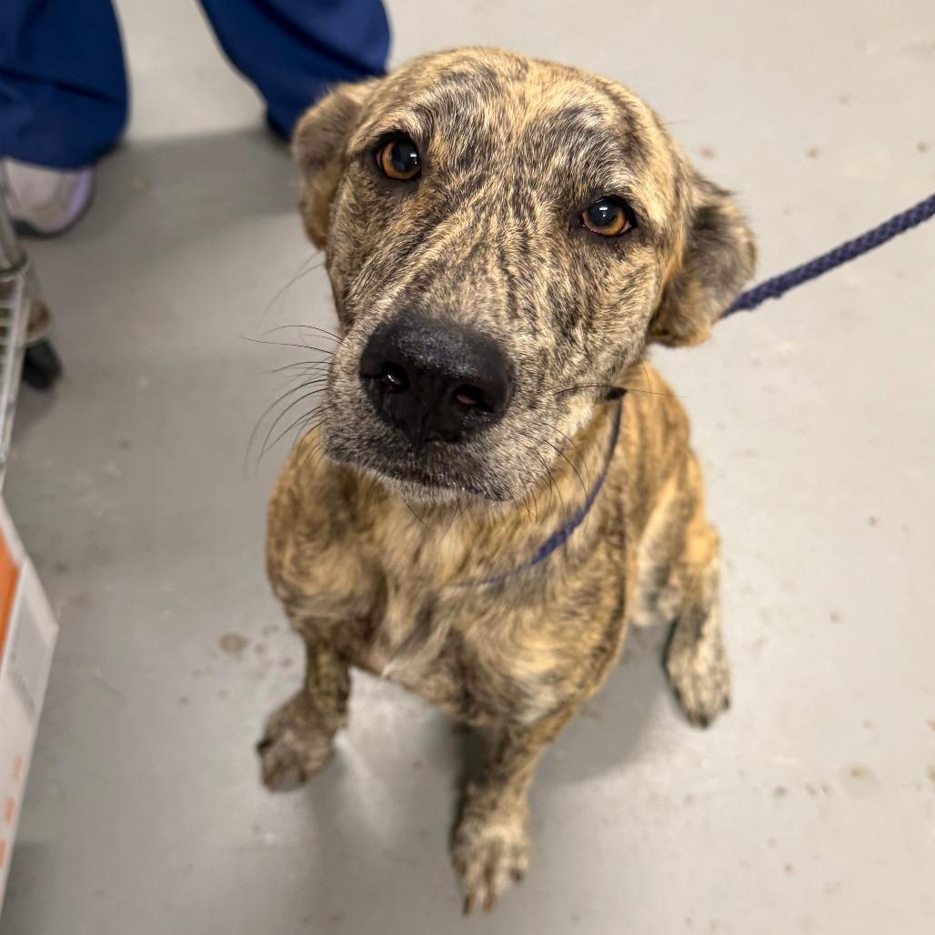 Enlarge Tigress, a Adoptable Plott Hound in Parrish, AL image 2/4