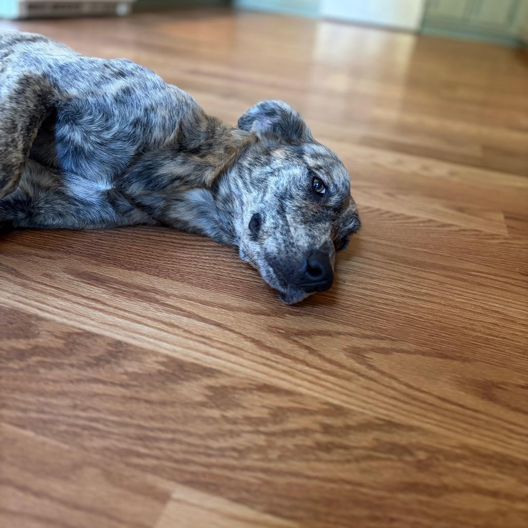 Enlarge Tigress, a Adoptable Plott Hound in Parrish, AL image 3/4