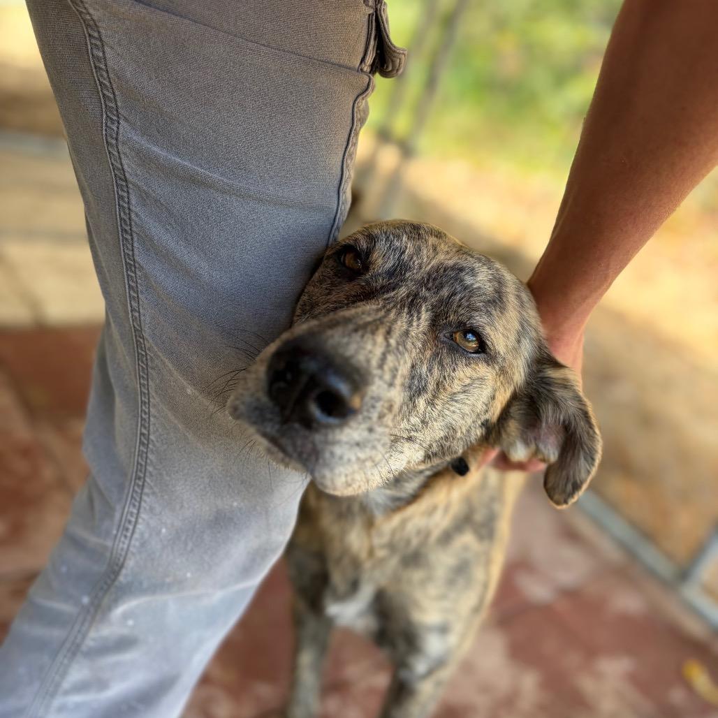 Enlarge Tigress, a Adoptable Plott Hound in Parrish, AL image 4/4