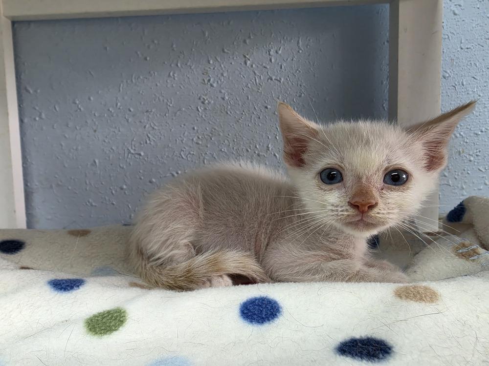 Enlarge Spicy, a Adoptable Domestic Short Hair in Bossier City, LA image 1/1