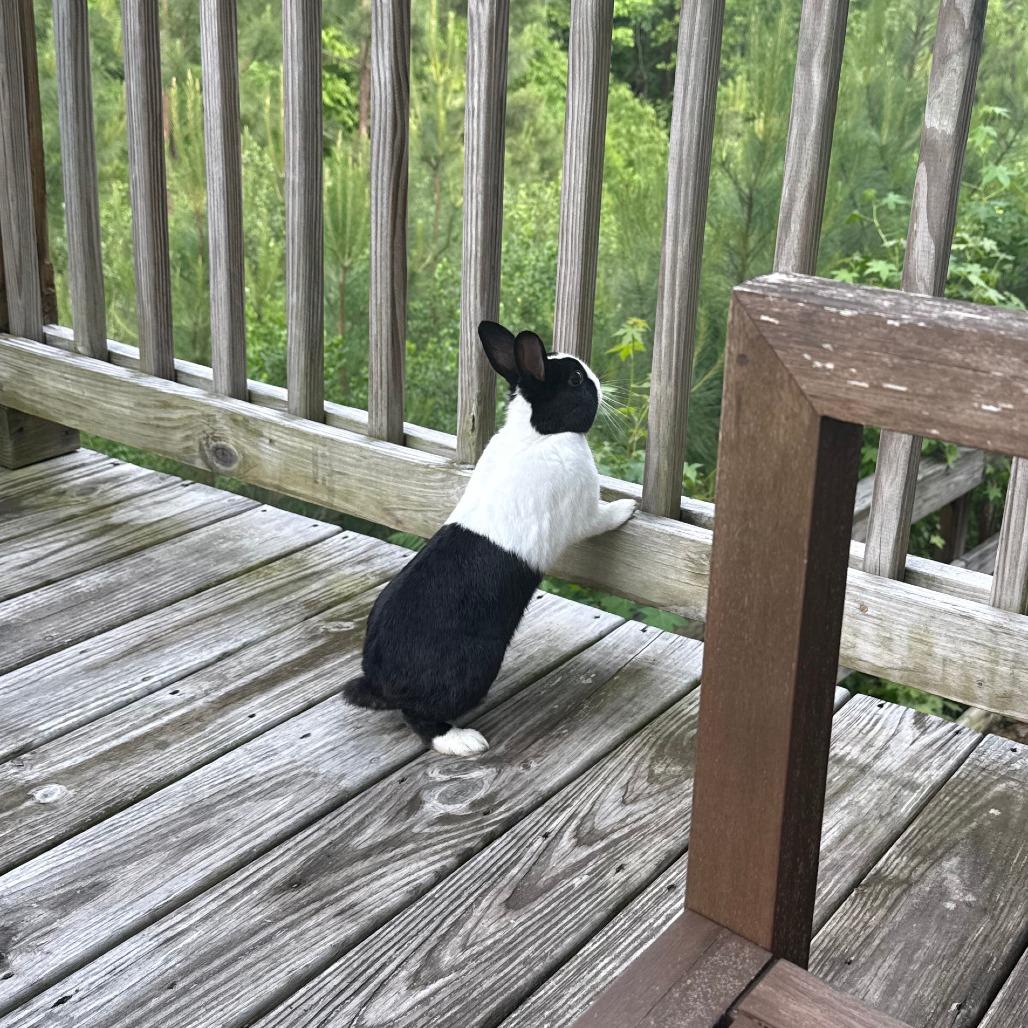 Enlarge Oreo, a Adoptable Dutch in Columbus, GA image 1/4