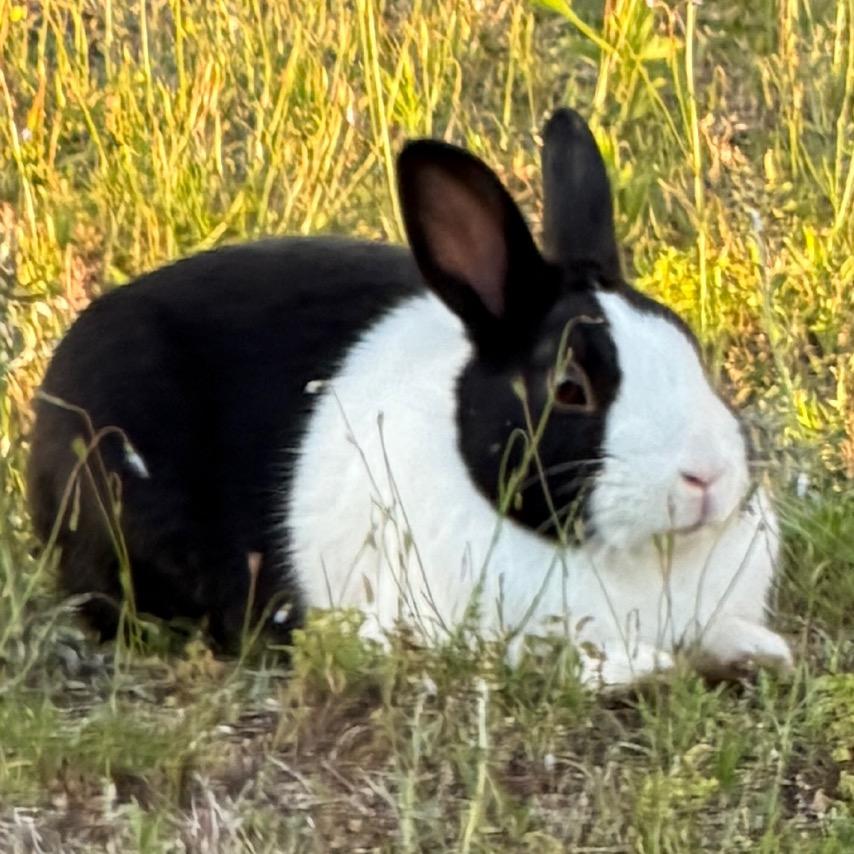 Enlarge Oreo, a Adoptable Dutch in Columbus, GA image 2/4