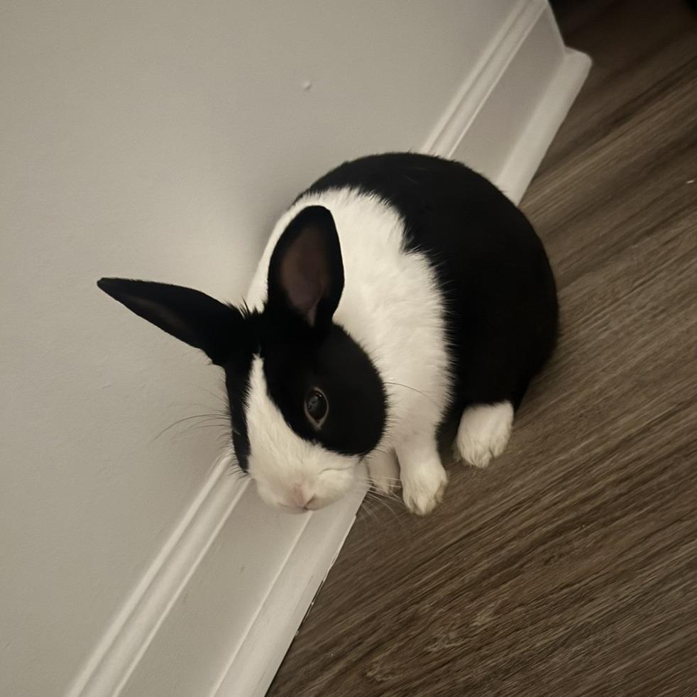 Enlarge Oreo, a Adoptable Dutch in Columbus, GA image 3/4