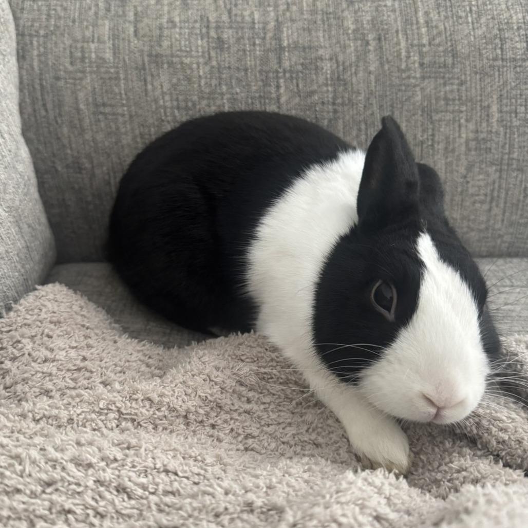 Enlarge Oreo, a Adoptable Dutch in Columbus, GA image 4/4