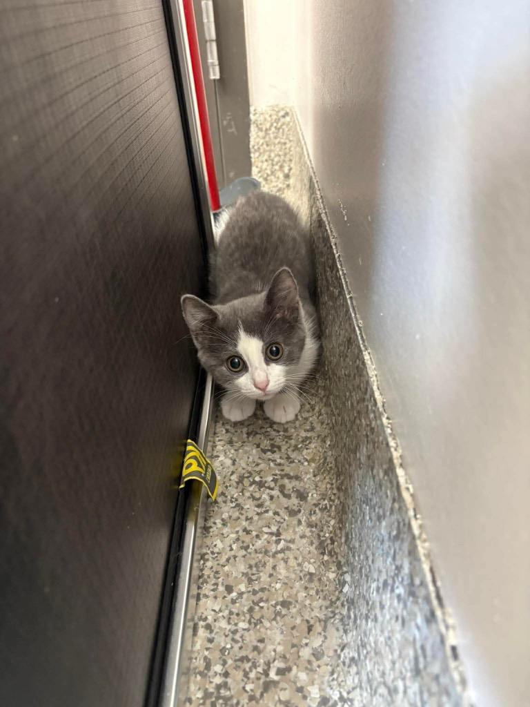 Green Apple, Adoptable, Kitten Female Domestic Short Hair.