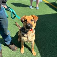 Katie, ADOPTABLE, Adult Female Hound & Shepherd.