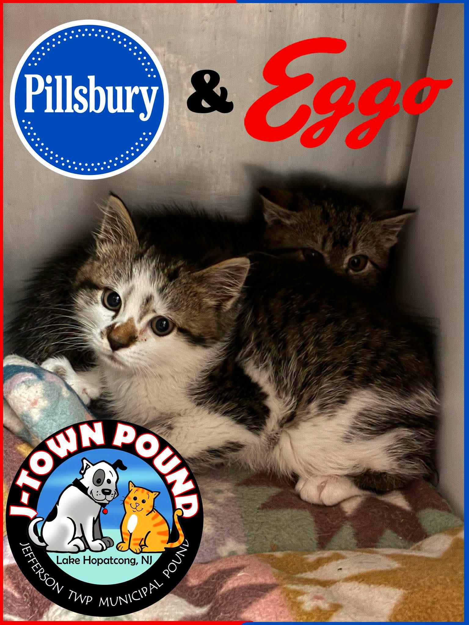 Enlarge Pillsbury (M) & Eggo (F) NOT BONDED, a Adoptable Domestic Short Hair in Lake Hopatcong, NJ image 5/6