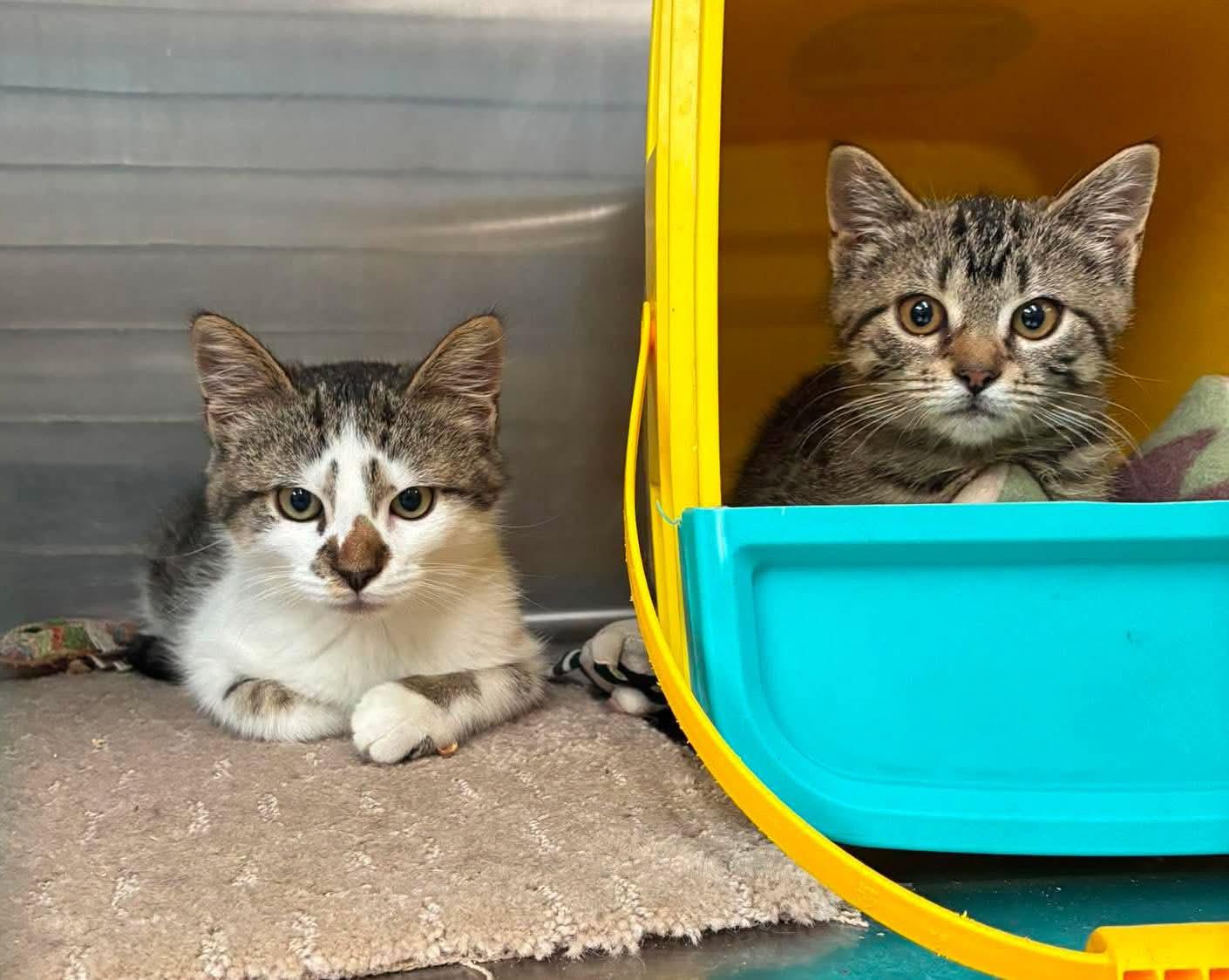 Enlarge Pillsbury (M) & Eggo (F) NOT BONDED, a Adoptable Domestic Short Hair in Lake Hopatcong, NJ image 6/6