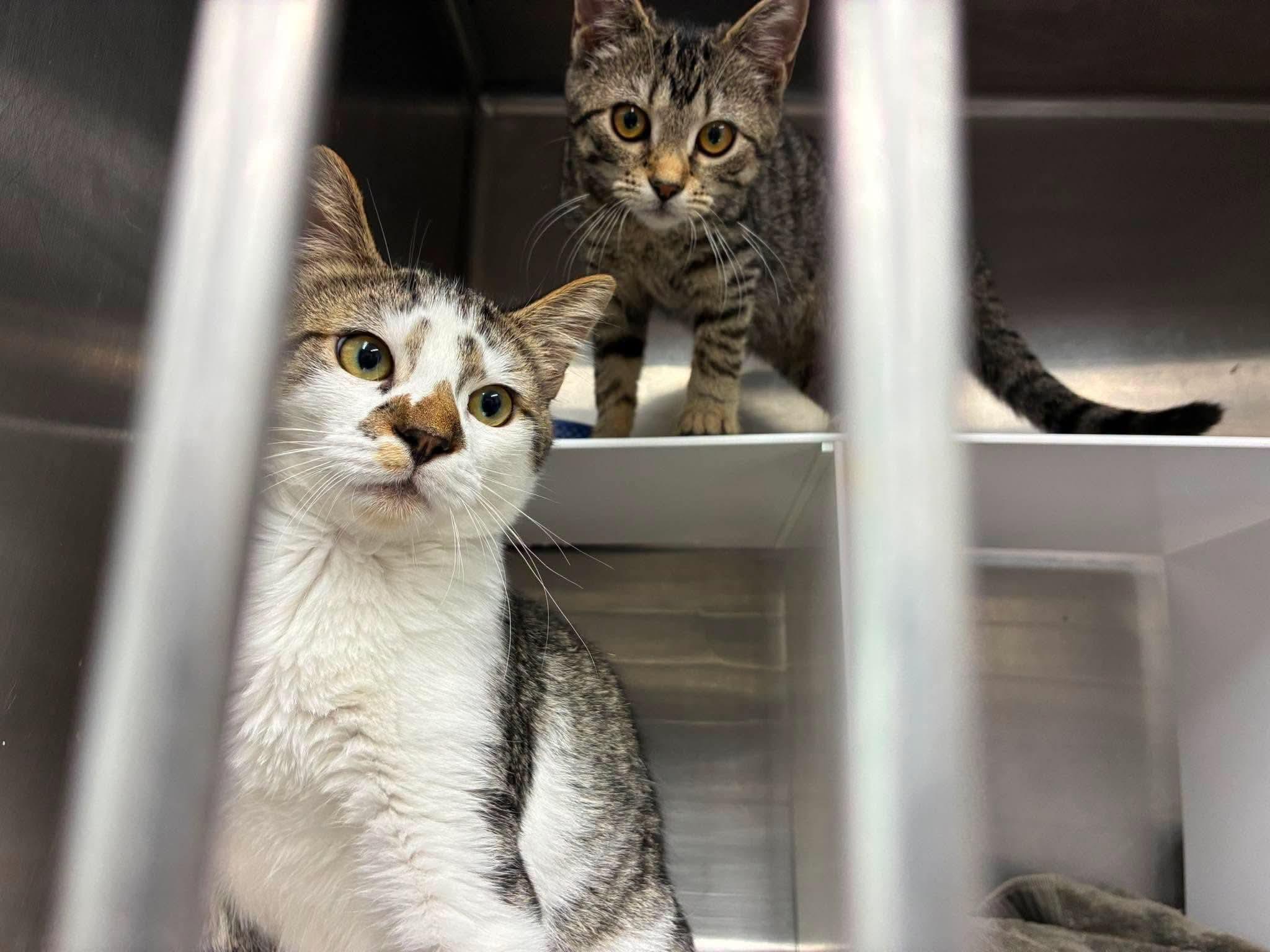 Enlarge Pillsbury (M) & Eggo (F) NOT BONDED, a Adoptable Domestic Short Hair in Lake Hopatcong, NJ image 4/6