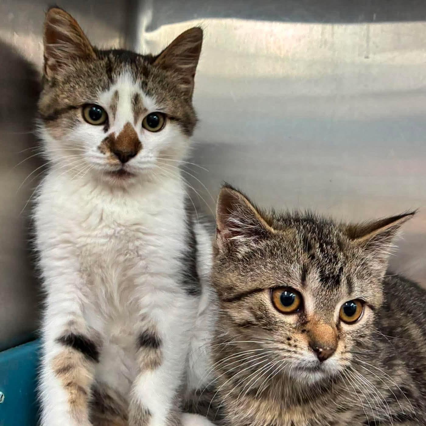 Enlarge Pillsbury (M) & Eggo (F) NOT BONDED, a Adoptable Domestic Short Hair in Lake Hopatcong, NJ image 3/6