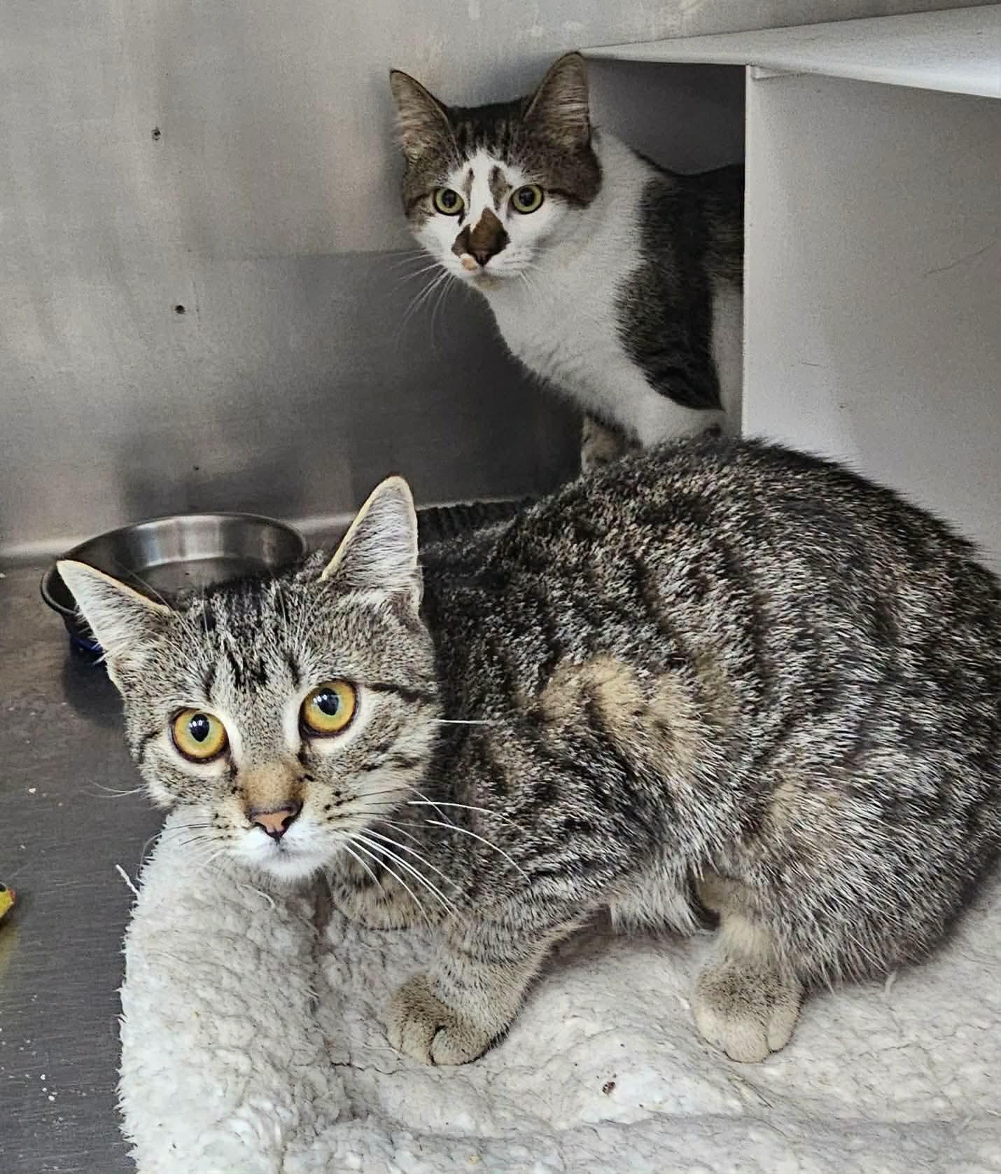 Enlarge Pillsbury (M) & Eggo (F) NOT BONDED, a Adoptable Domestic Short Hair in Lake Hopatcong, NJ image 1/6