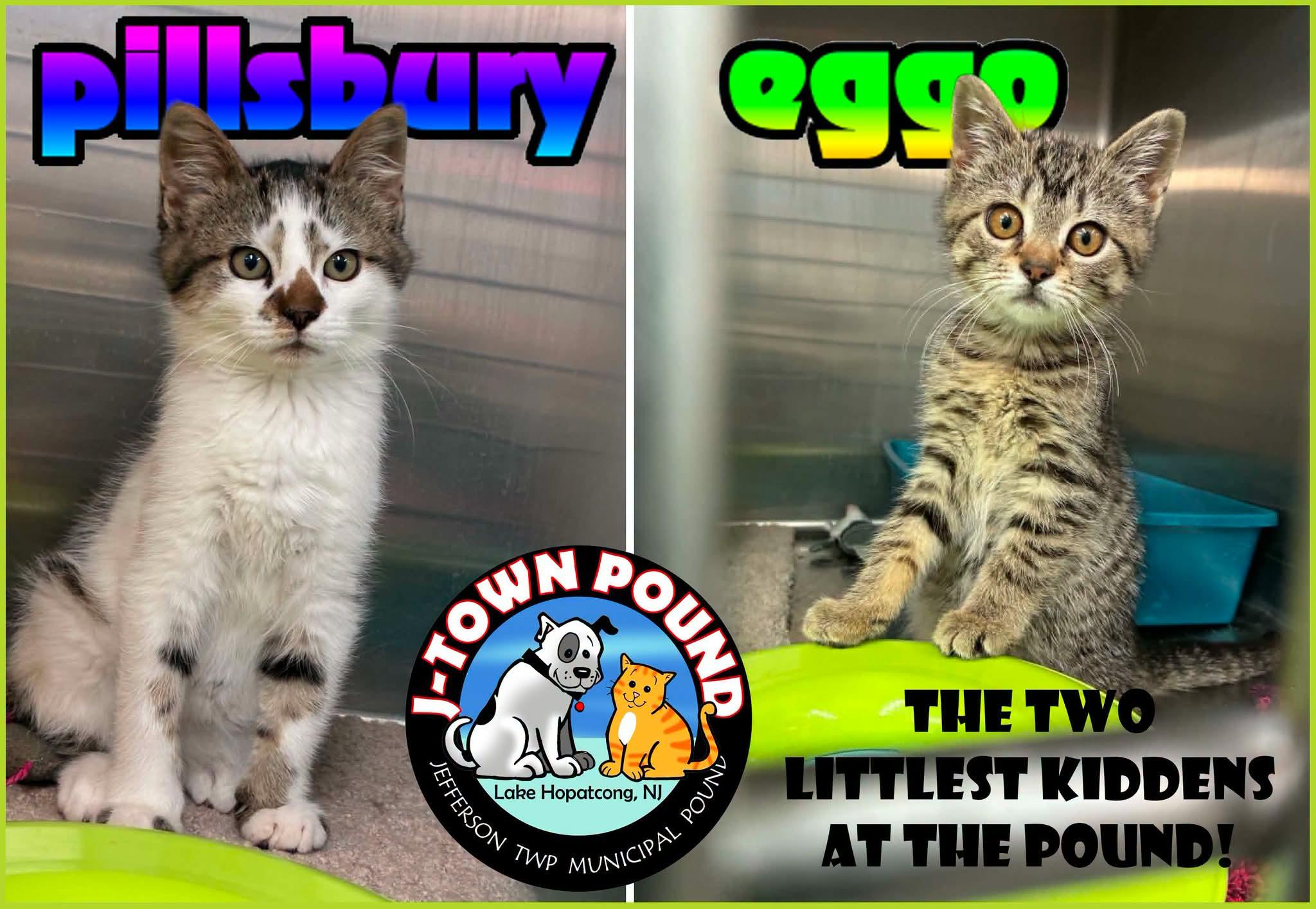 Enlarge Pillsbury (M) & Eggo (F) NOT BONDED, a Adoptable Domestic Short Hair in Lake Hopatcong, NJ image 2/6
