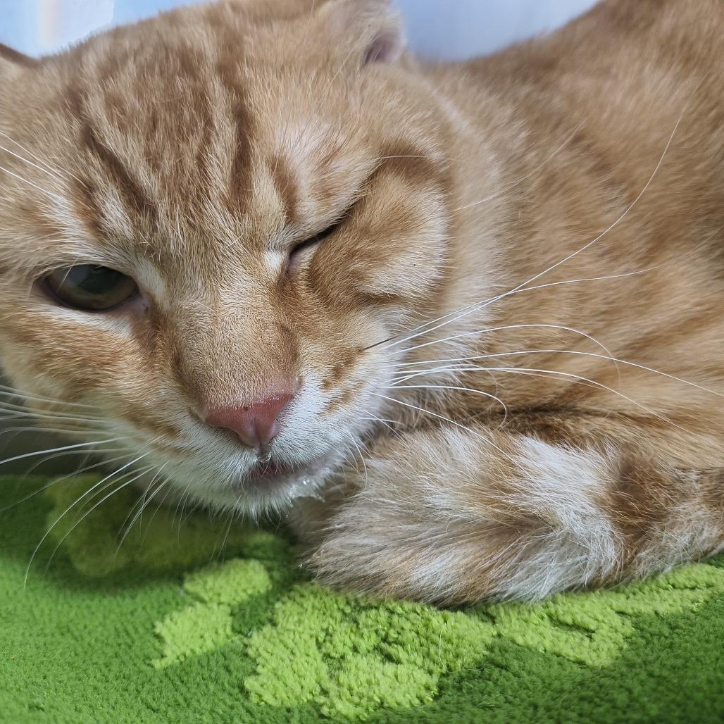 Big Boy, Adoptable, Young Male Domestic Short Hair.