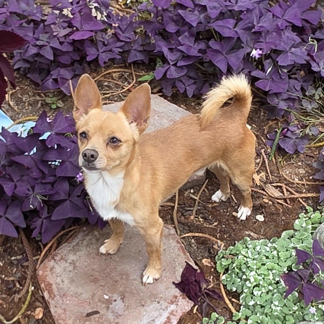 Enlarge Nyx, an adopted Chihuahua in Riverside, CA image 2/6
