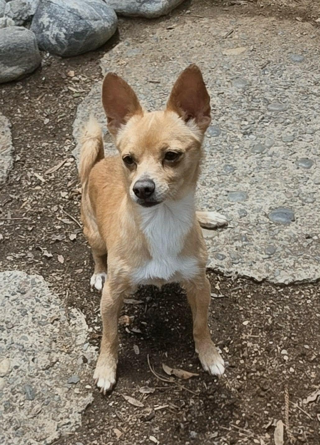 Enlarge Nyx, an adopted Chihuahua in Riverside, CA image 1/6
