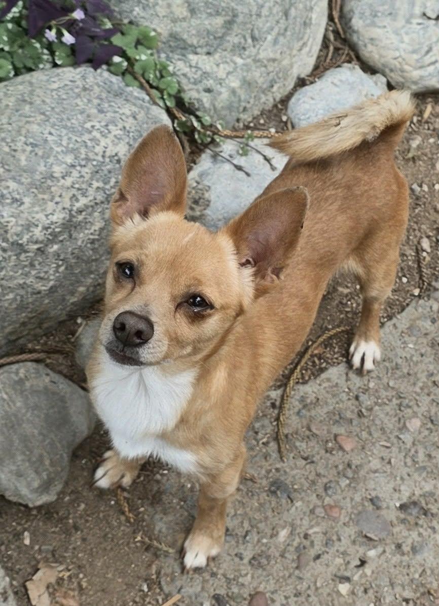 Enlarge Nyx, an adopted Chihuahua in Riverside, CA image 4/6