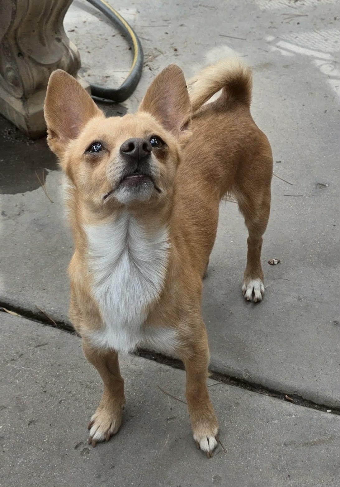 Enlarge Nyx, an adopted Chihuahua in Riverside, CA image 3/6