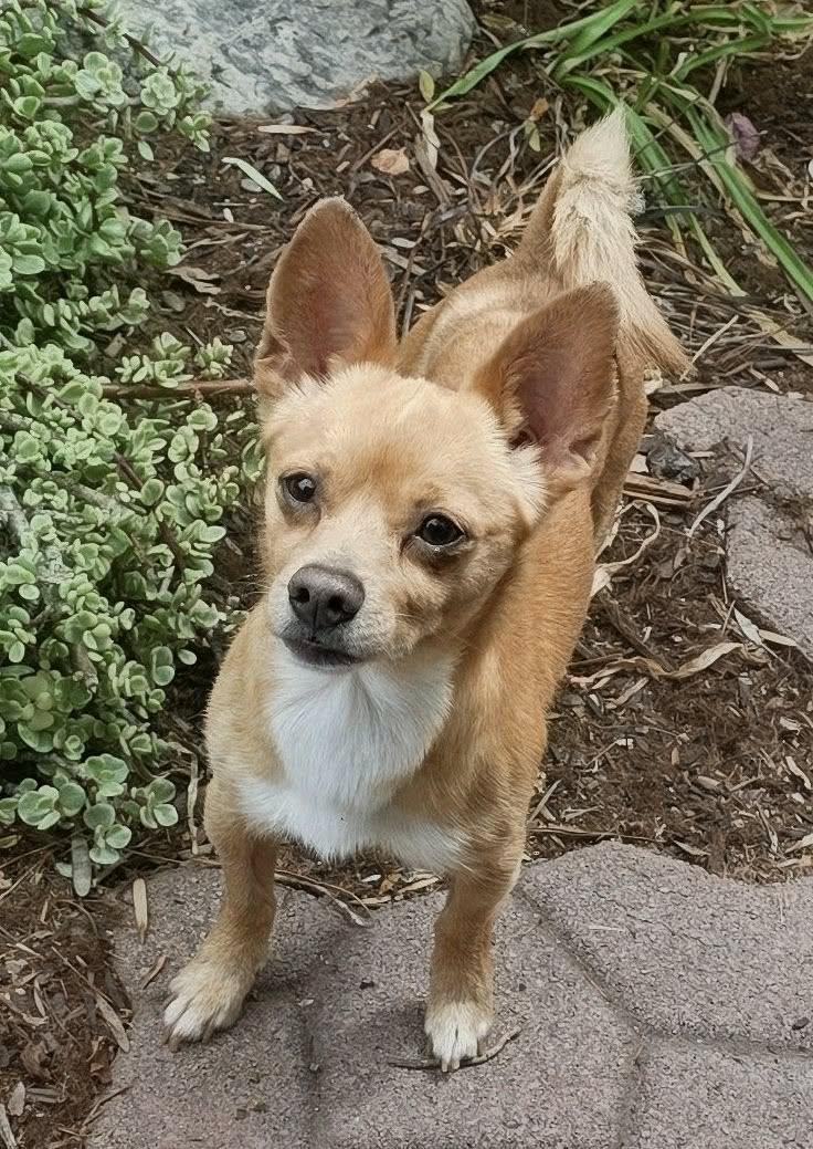 Enlarge Nyx, an adopted Chihuahua in Riverside, CA image 5/6