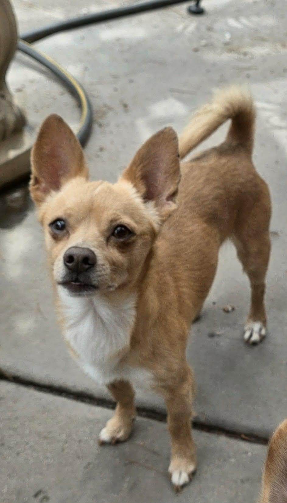 Enlarge Nyx, an adopted Chihuahua in Riverside, CA image 6/6
