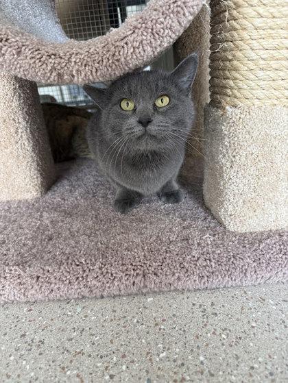 El Gato, Adoptable, Adult Female Domestic Short Hair & Domestic Short Hair.