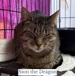 Enlarge Sion the Dragon, a ADOPTABLE Domestic Short Hair in Berkeley Springs, WV image 1/3