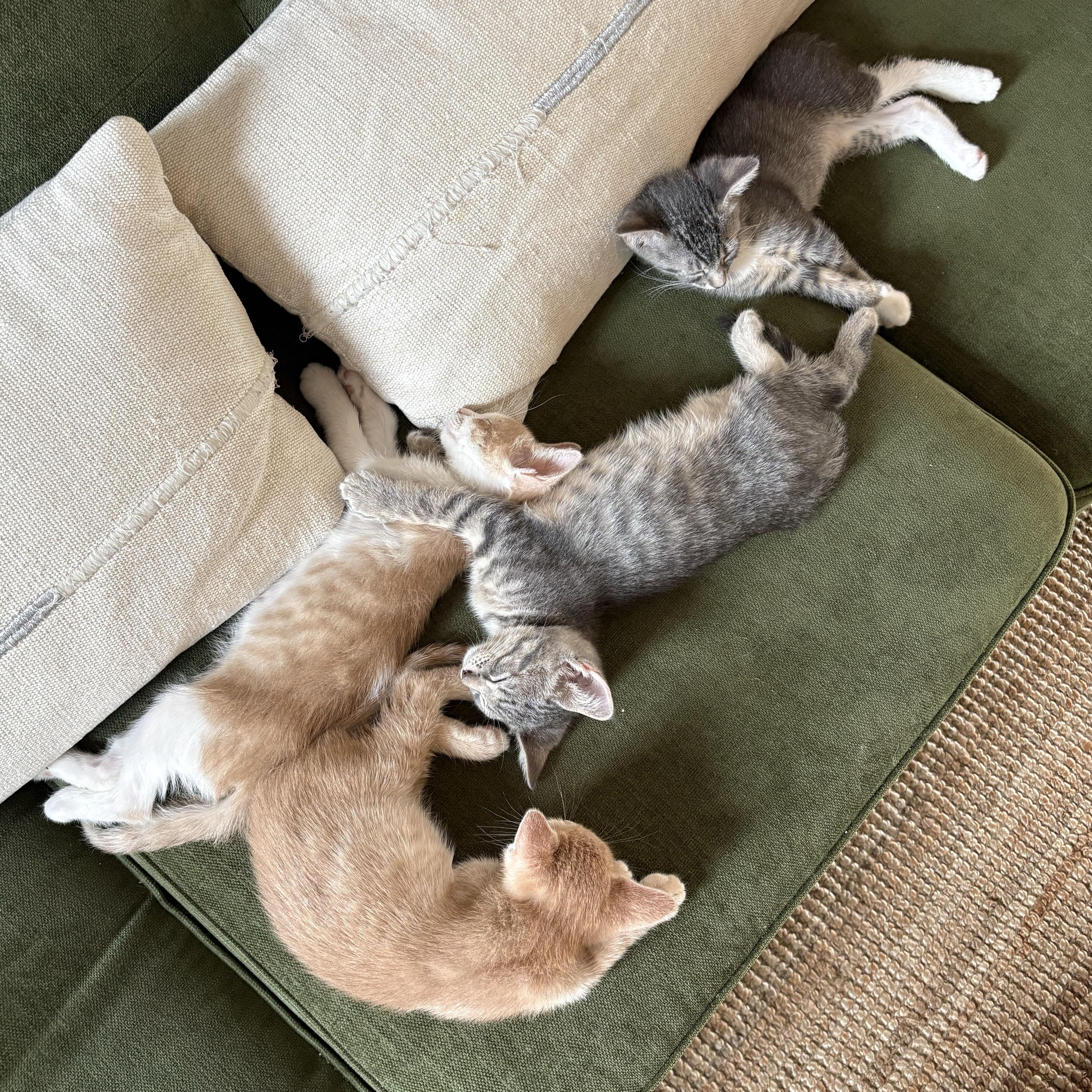 Enlarge Tulip, an adopted Domestic Short Hair in BROOKLYN, NY image 6/6